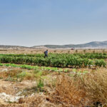 Palestine Chapter one : organic agriculture