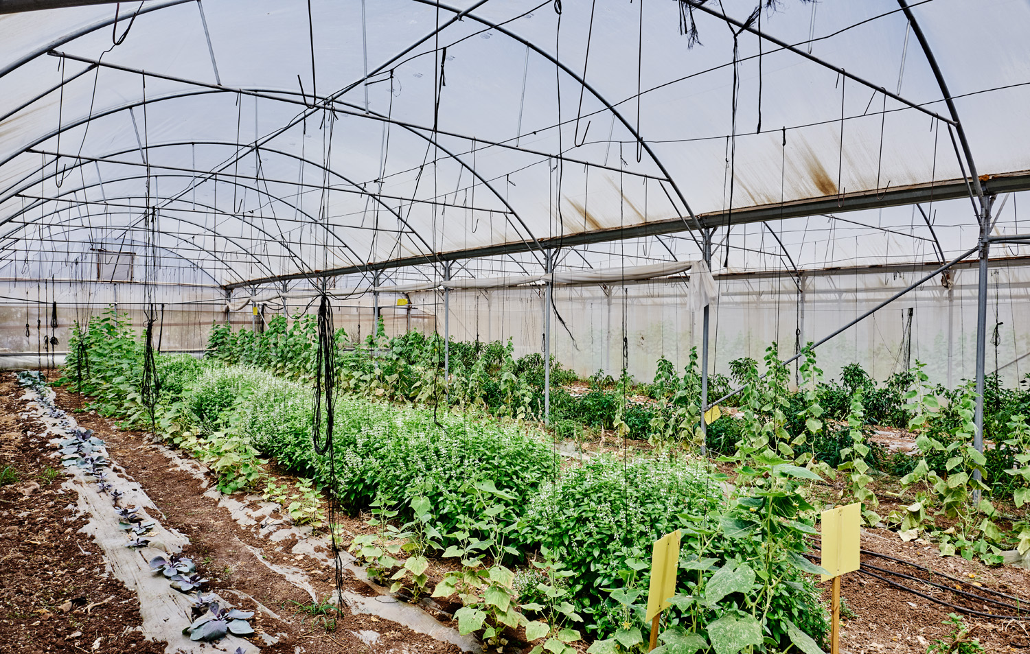 Palestine Chapter one : organic agriculture